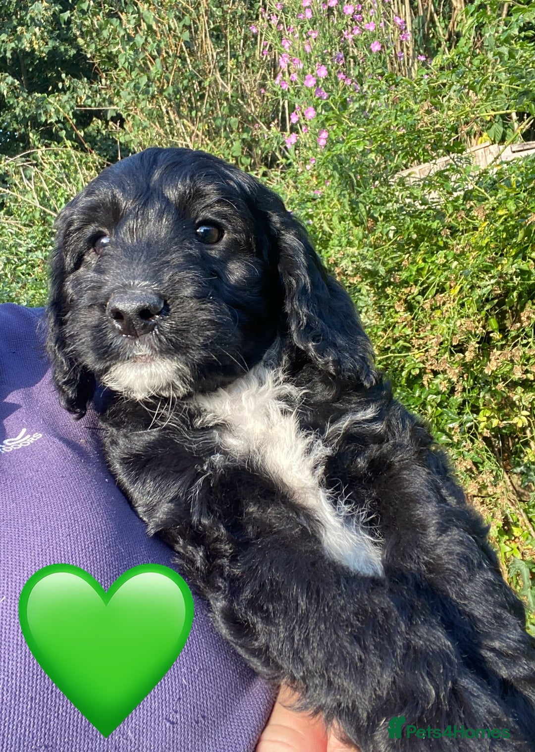 Sproodle dogs for sale: Stunning F1 Sproodle puppies  - Image 14