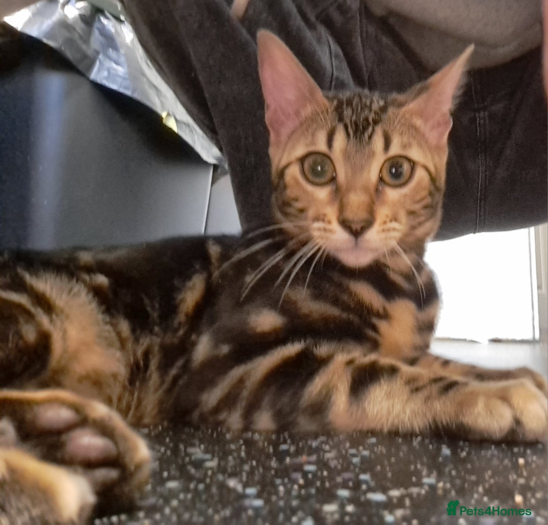Bengal cats for sale: Pure Female Bengal Kitten £250 - Image 13