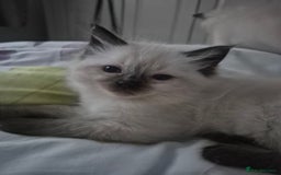 Ragdoll cats for sale: Pure Breed Ragdoll Kittens  - Advert 7