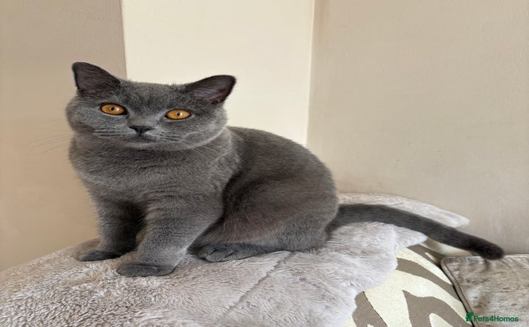British Shorthair cats - Advert 4