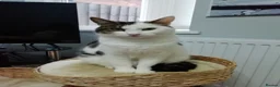 Mixed Breed cats for sale: **Black and white handsome male cat**  - Advert 4