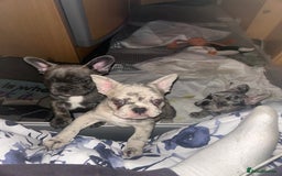 French Bulldog dogs for sale: 3 stunning merle female frenchies  - Advert 2