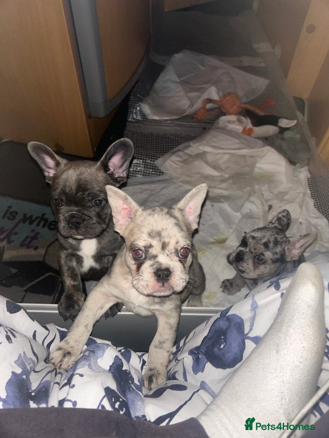 French Bulldog dogs for sale: 3 stunning merle female frenchies  - Advert 2