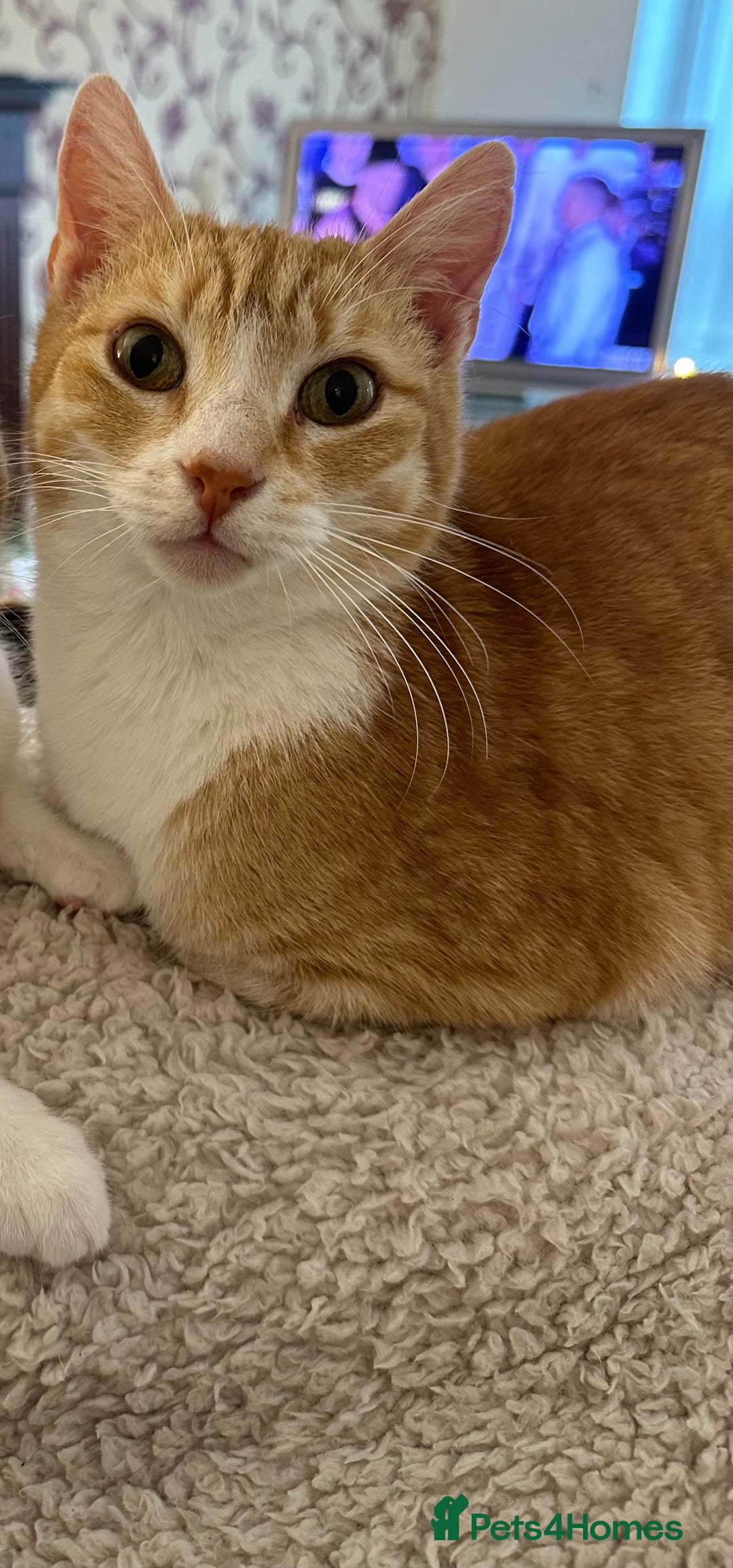 Mixed Breed cats for sale: 2 Adorable Friendly Kittens For A Forever Home - Image 14