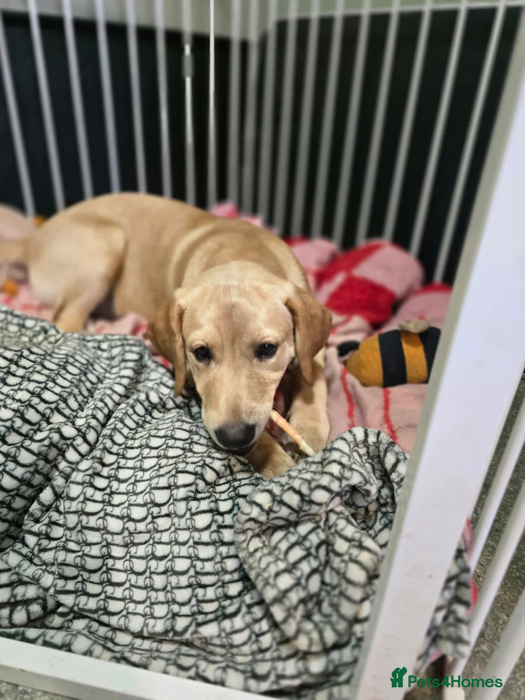 Labrador Retriever dogs for sale: Loving boy needs new home in Witham - Advert 1