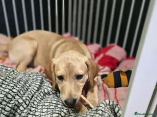 Labrador Retriever dogs Loving boy needs new home in Witham - Advert 2