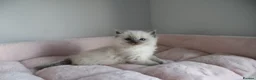 Ragdoll cats for sale: Ragdoll Kittens TICA Registered - Advert 6
