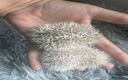Pygmy Hedgehog rodents for sale: African Pygmy hedgehogs hoglets  - Image 2