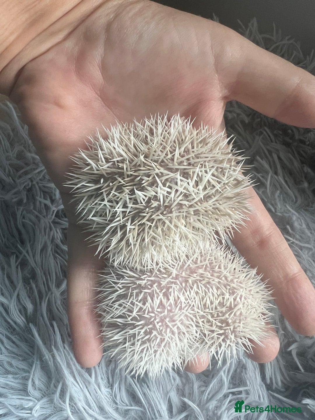 Pygmy Hedgehog rodents for sale: African Pygmy hedgehogs hoglets  - Image 2