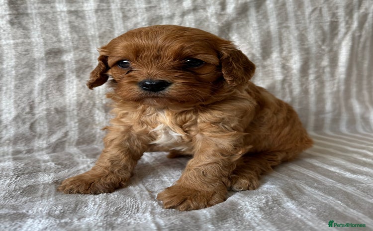 Cavapoo dogs - Advert 1