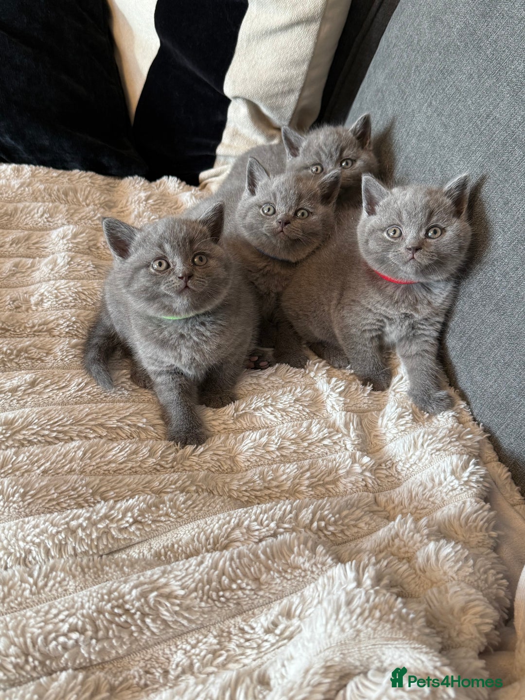 British Shorthair cats for sale: Gorgeous British Shorthair Blue Kittens - Advert 2