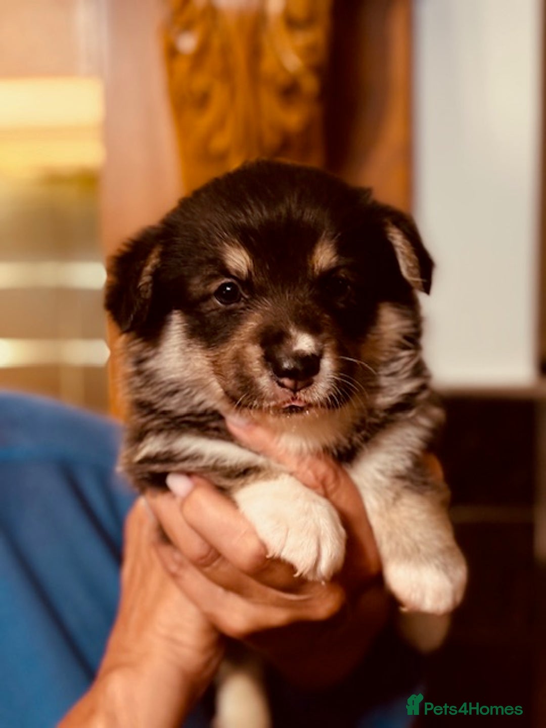 Welsh Corgi Pembroke dogs for sale: 2 Tri/KC girls from health tested parents - Image 16