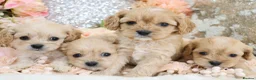 Cavapoo dogs for sale: *HEALTH TESTED*  F1 Cavapoos - Advert 13