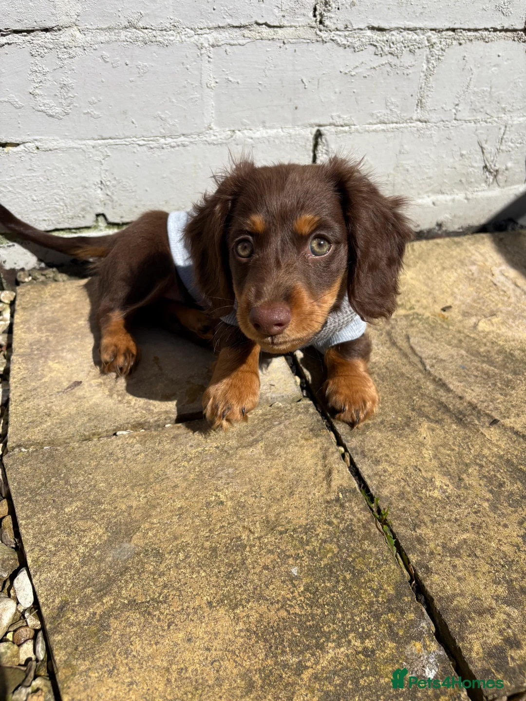 Dachshund dogs for sale: 12 month old female miniature Dachshund  - Advert 5