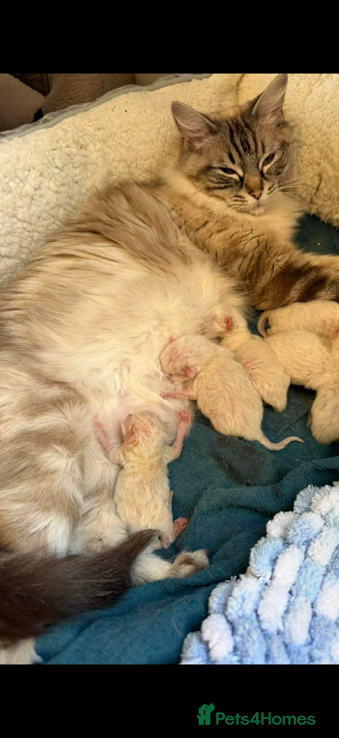 Ragdoll cats for sale: Stunning ragdoll kittens - early interest post - Advert 2