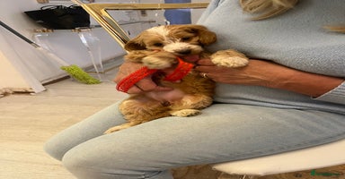 Cockapoo dogs - Advert 11