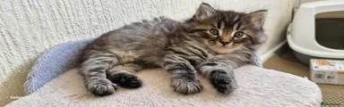 Mixed Breed 5