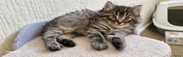 Mixed Breed cats for sale: Beautiful Ragdoll Mix Kittens.Ready 9th September  - Advert 12
