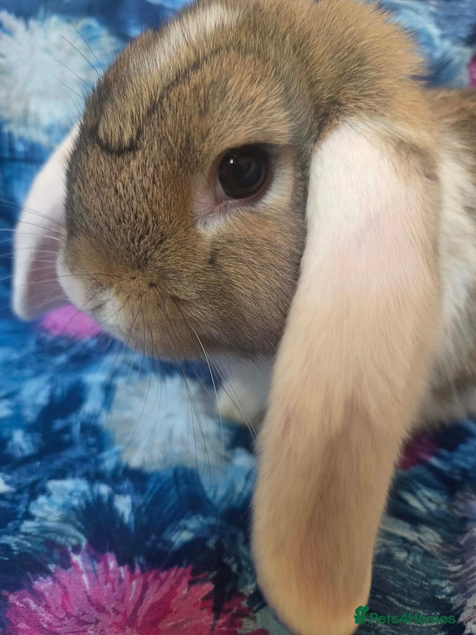 Mini Lop rabbits Beautiful mini lop boys and girls avalible - Advert 1