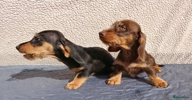 Dachshund dogs - Advert 2