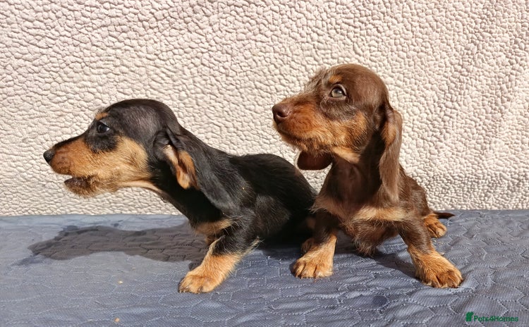 Dachshund dogs - Advert 11