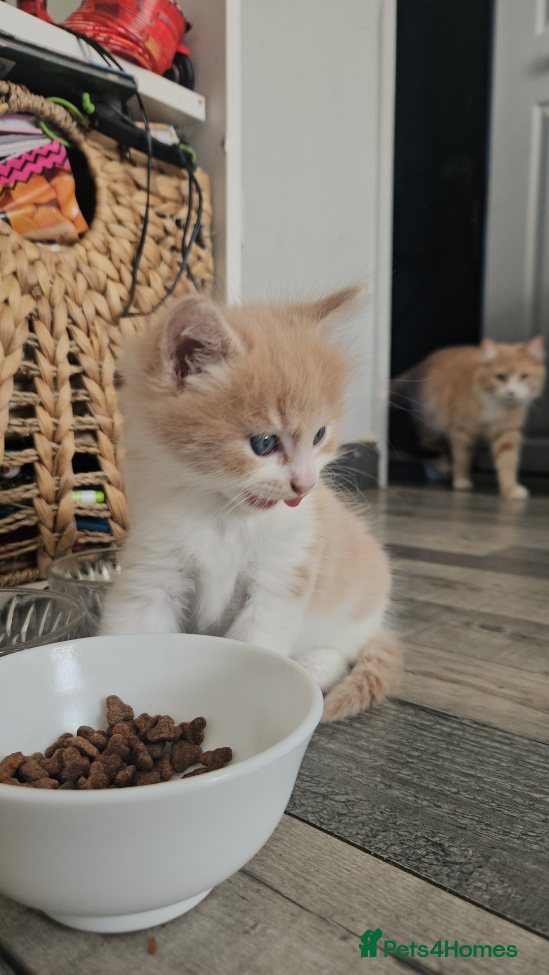 Mixed Breed cats for sale: Cute playful kittens  - Advert 17