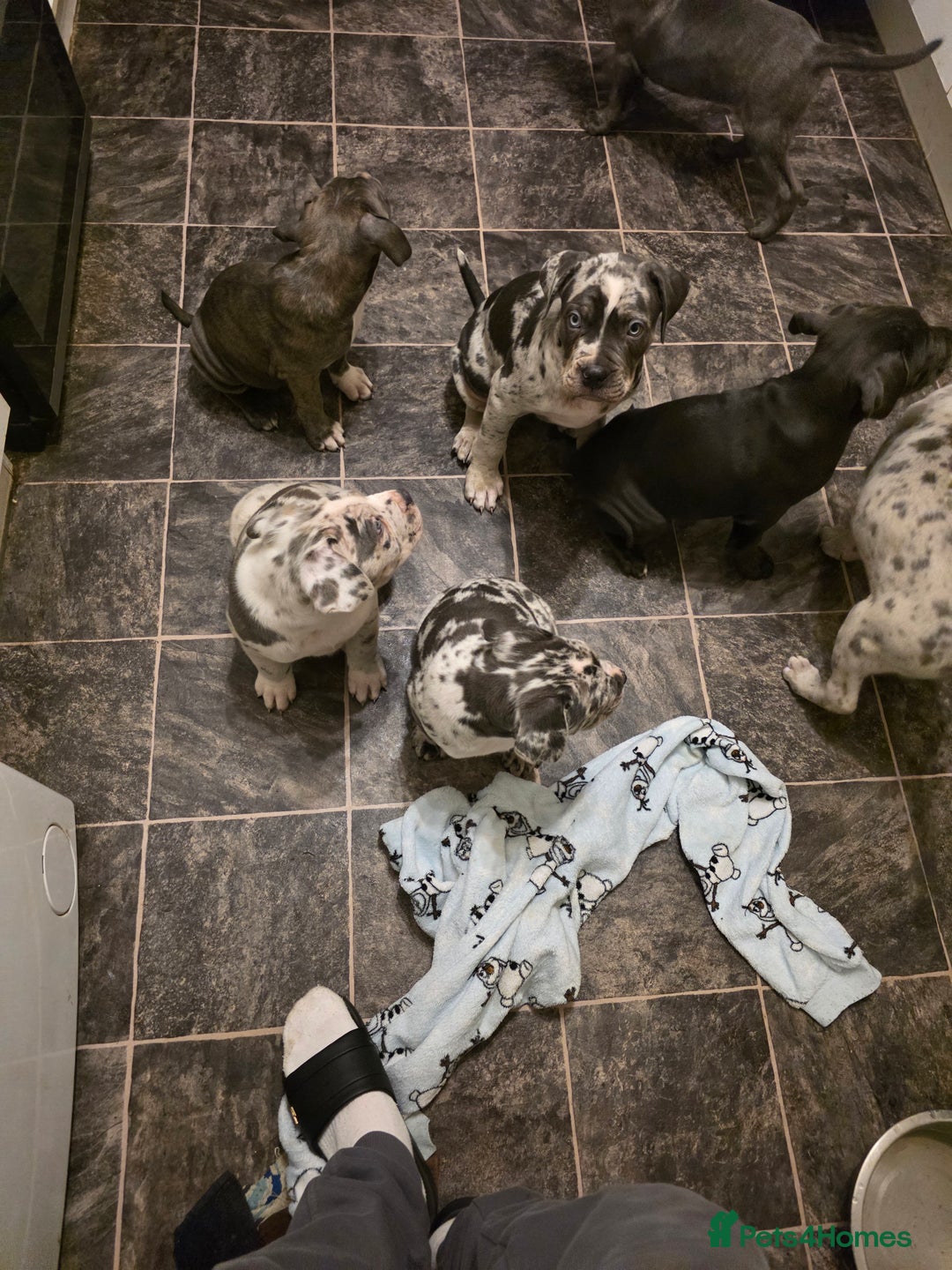 Cane Corso dogs for sale: Cane corso cross  - Advert 6