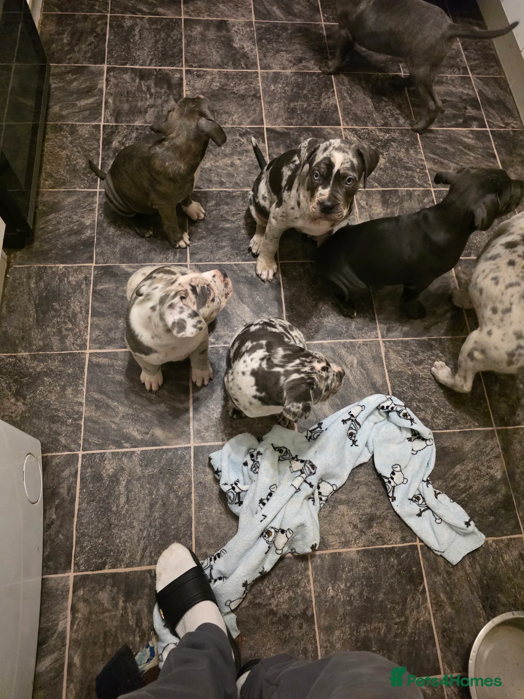 Cane Corso dogs for sale: Cane corso cross  - Advert 6