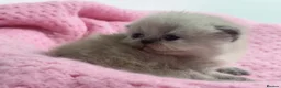Exotic cats for sale: 3 beautiful quality exotic kittens - Advert 13