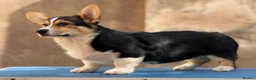 Welsh Corgi Pembroke dogs for sale: Quality Corgi pembroke  available for loving homes - Advert 3