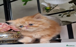 Persian cats for sale: Beautiful persian kittens  - Image 9