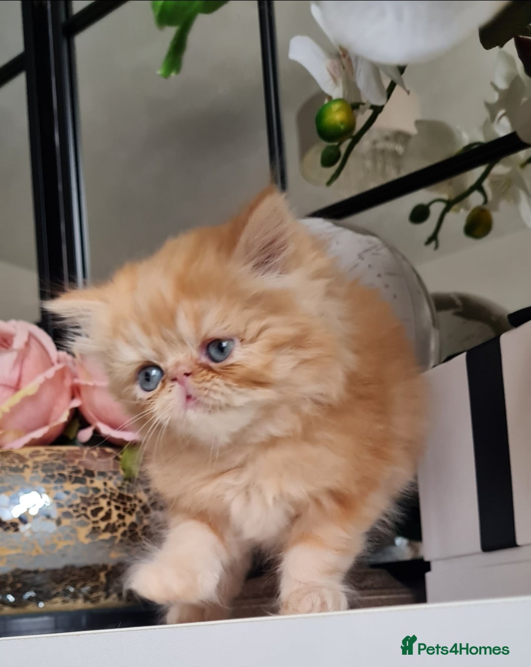 Persian cats for sale: Beautiful persian kittens  - Image 9
