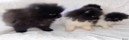 Pomeranian dogs for sale: Pomeranian puppy’s  - Advert 7