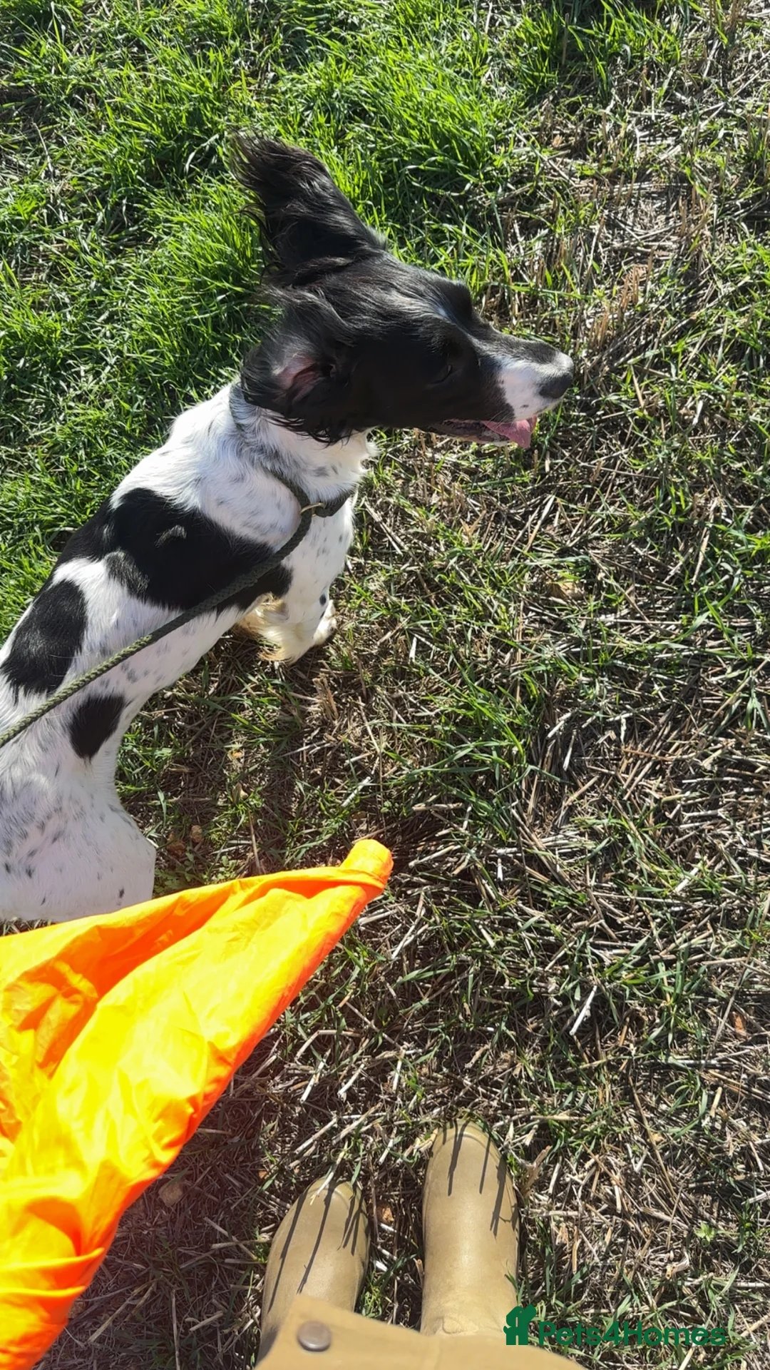English Springer Spaniel dogs for sale: Gorgeous Working Springer Spaniel Pups! - Advert 18