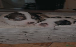 Mixed Breed dogs for sale: 1 puppy left, beautiful little girl 🩷🩷🩷 - Advert 5