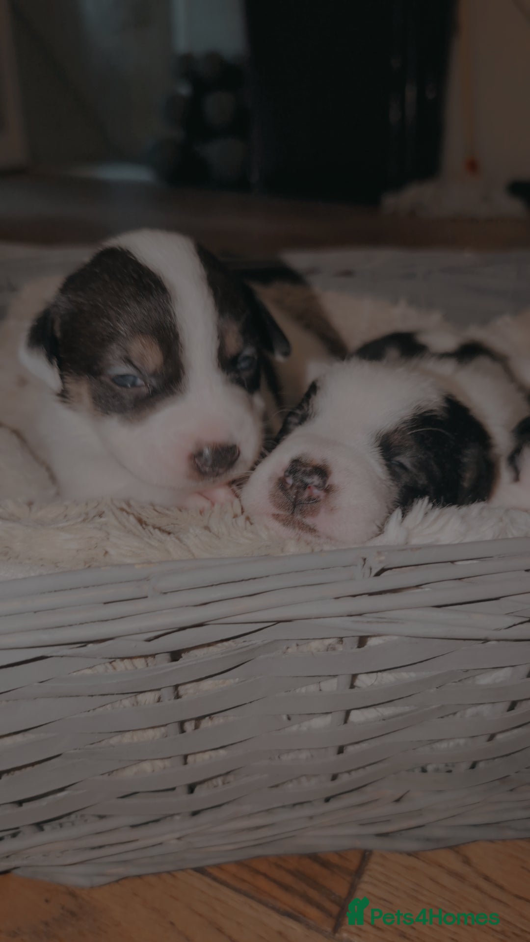 Mixed Breed dogs for sale: 1 puppy left, beautiful little girl 🩷🩷🩷 - Advert 5