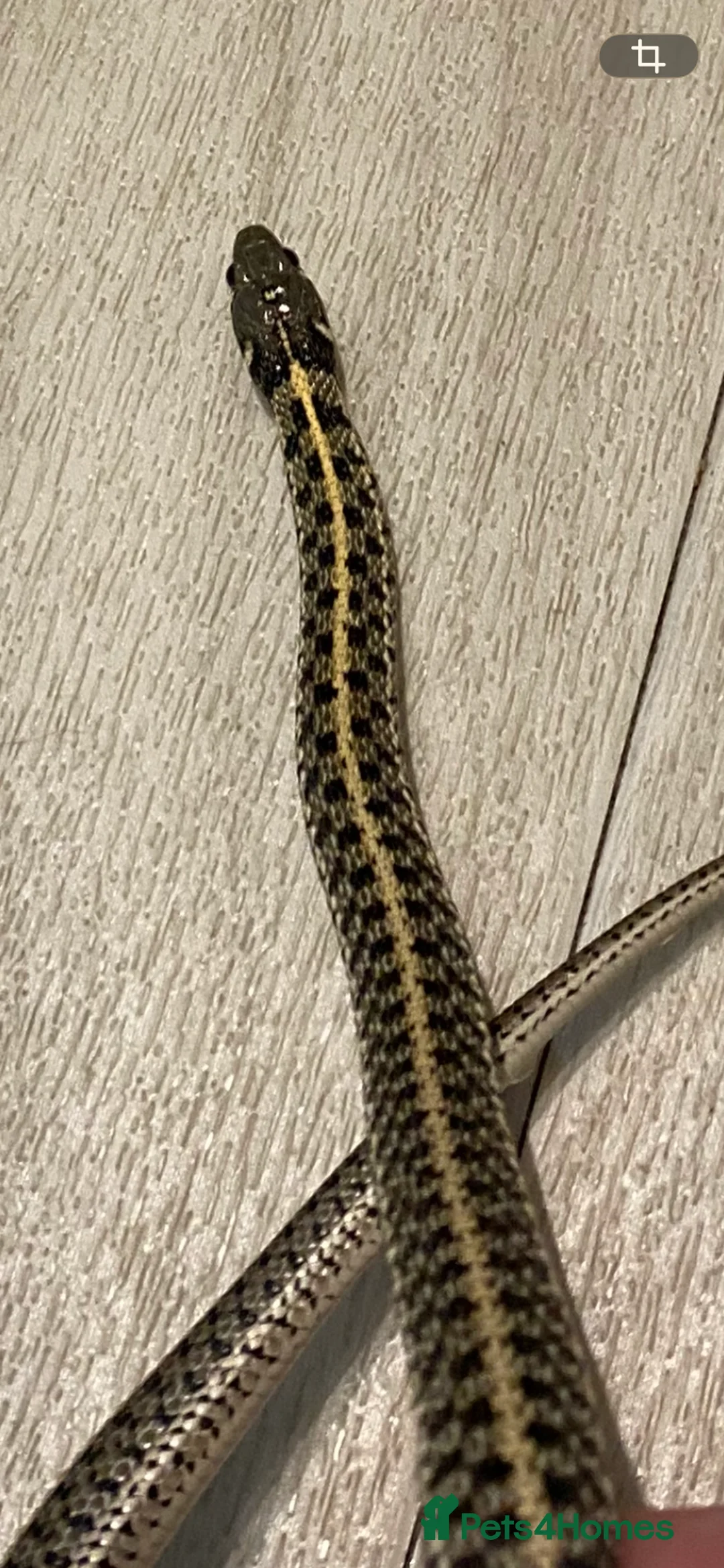 Garter Snake reptiles for sale: Albino and Het Albino checkered garter snakes. - Advert 7