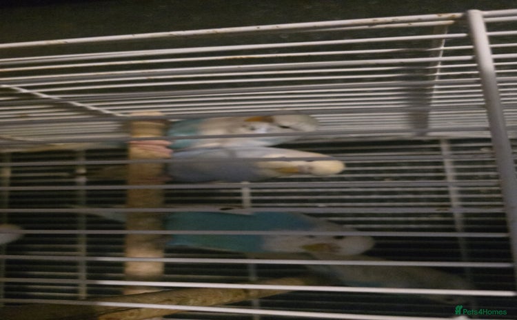 Budgerigars birds - Advert 5