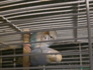 Budgerigars birds - Advert 29