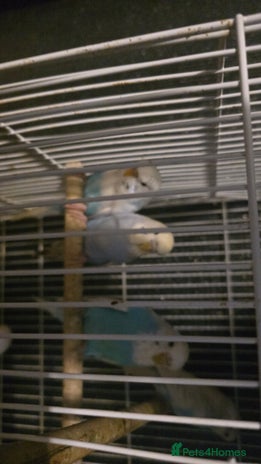 Budgerigars birds - Advert 5