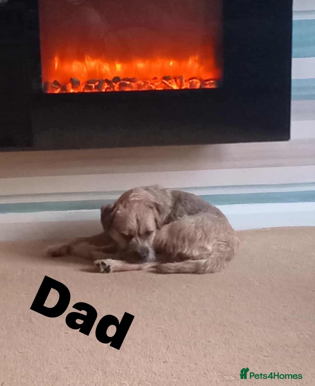 Border Terrier dogs for sale: Border Terrier puppies  - Advert 2