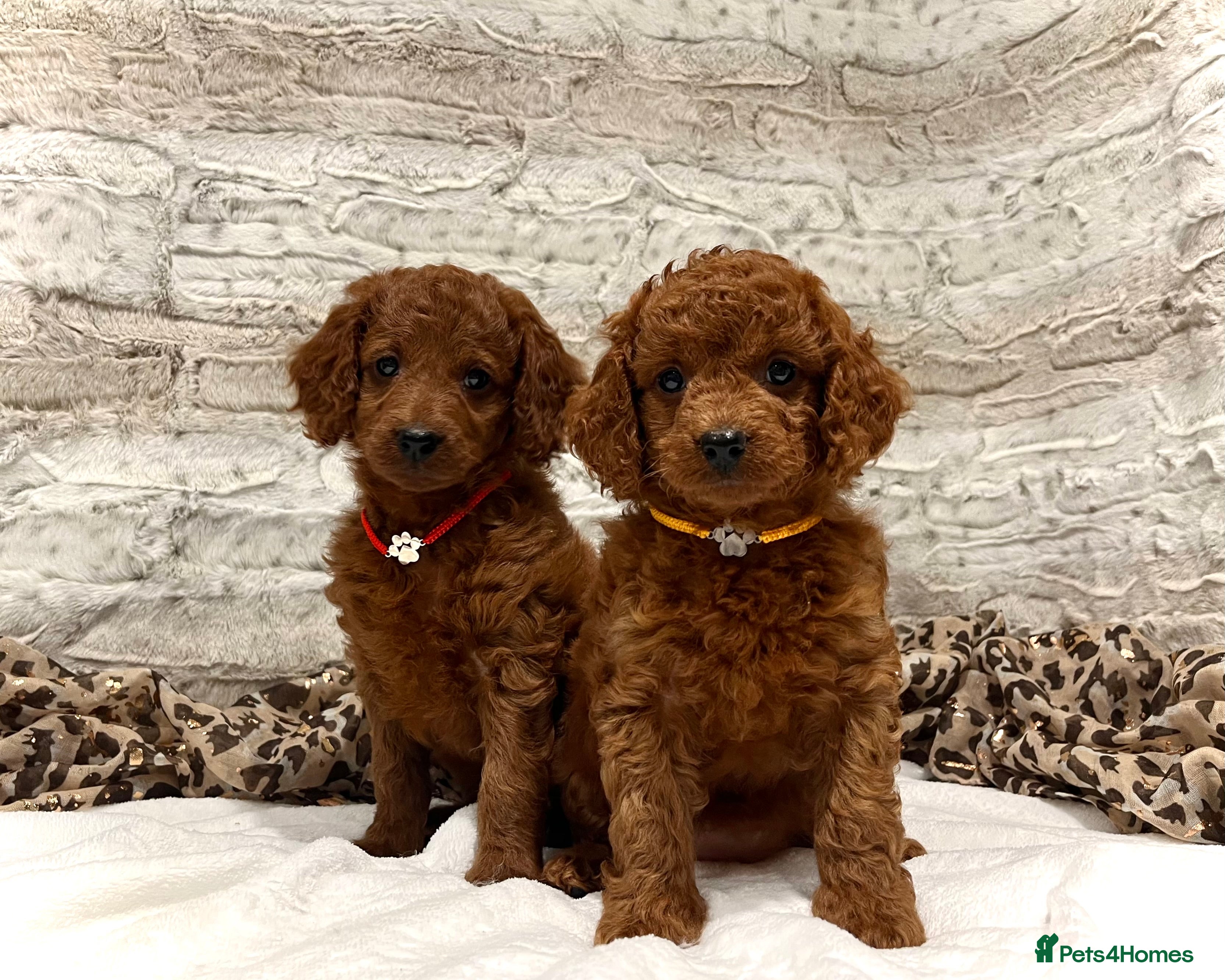 Cockapoo dogs 🌟Red F1BB Hypoallergenic DNA✅ Mini Show Cockapoos - Advert 16