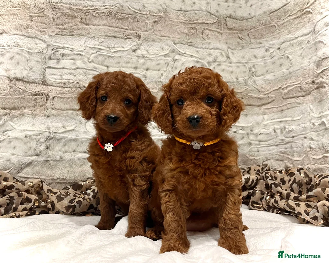 Cockapoo dogs for sale: 🌟Red F1BB Hypoallergenic DNA✅ Mini Show Cockapoos - Advert 1