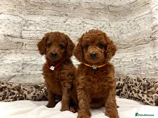 Cockapoo dogs 🌟Red F1BB Hypoallergenic DNA✅ Mini Show Cockapoos - Advert 16