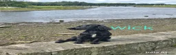 Cocker Spaniel dogs for sale: Cocker spaniel in Carlisle - Advert 2