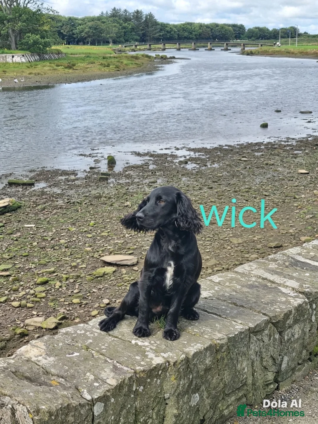 Cocker Spaniel dogs for sale: Cocker spaniel in Carlisle - Advert 2