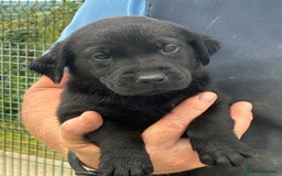 Labrador Retriever dogs for sale: Five Star Council Registered Breeder litter - Image 7