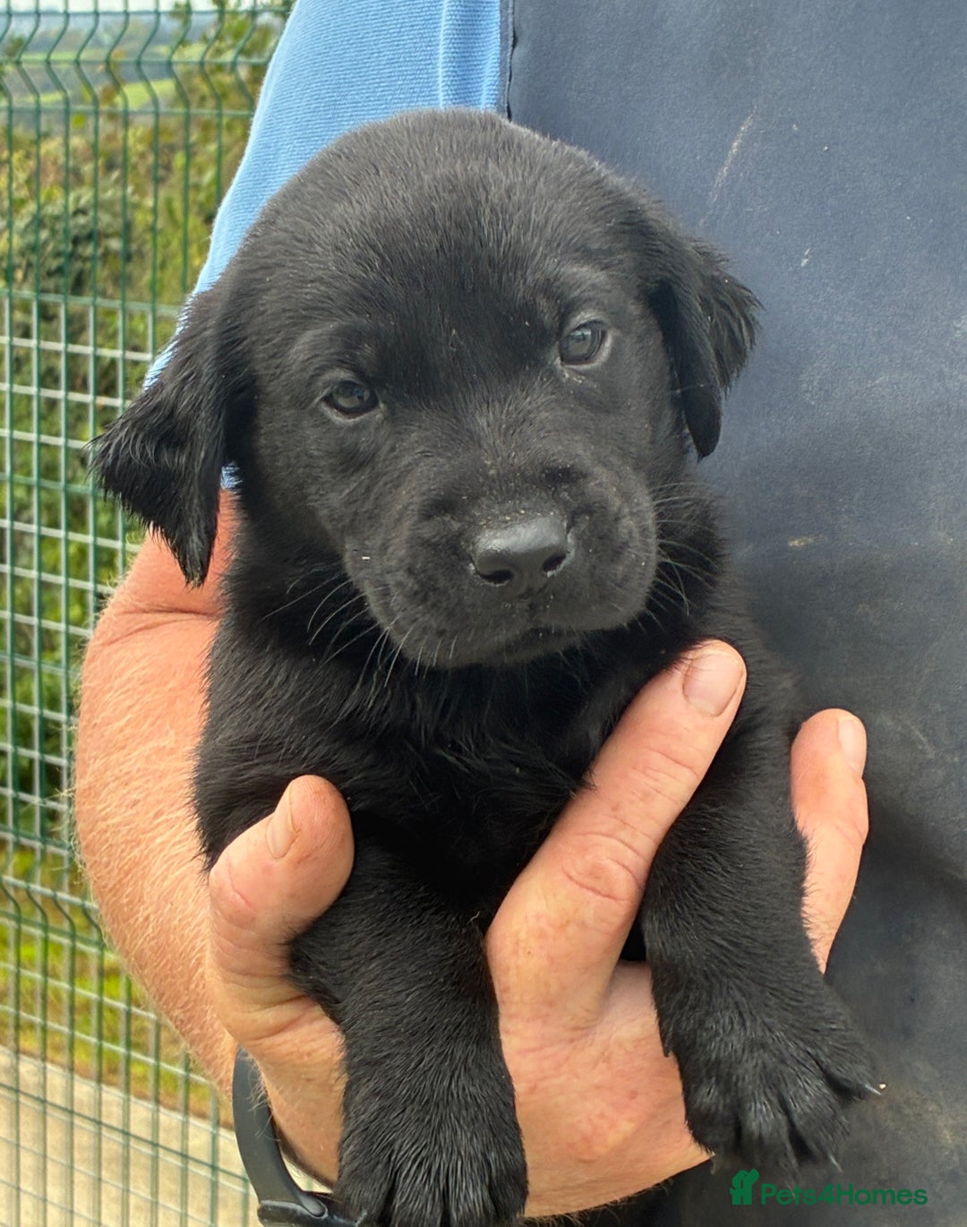 Labrador Retriever dogs for sale: Five Star Council Registered Breeder litter - Image 7