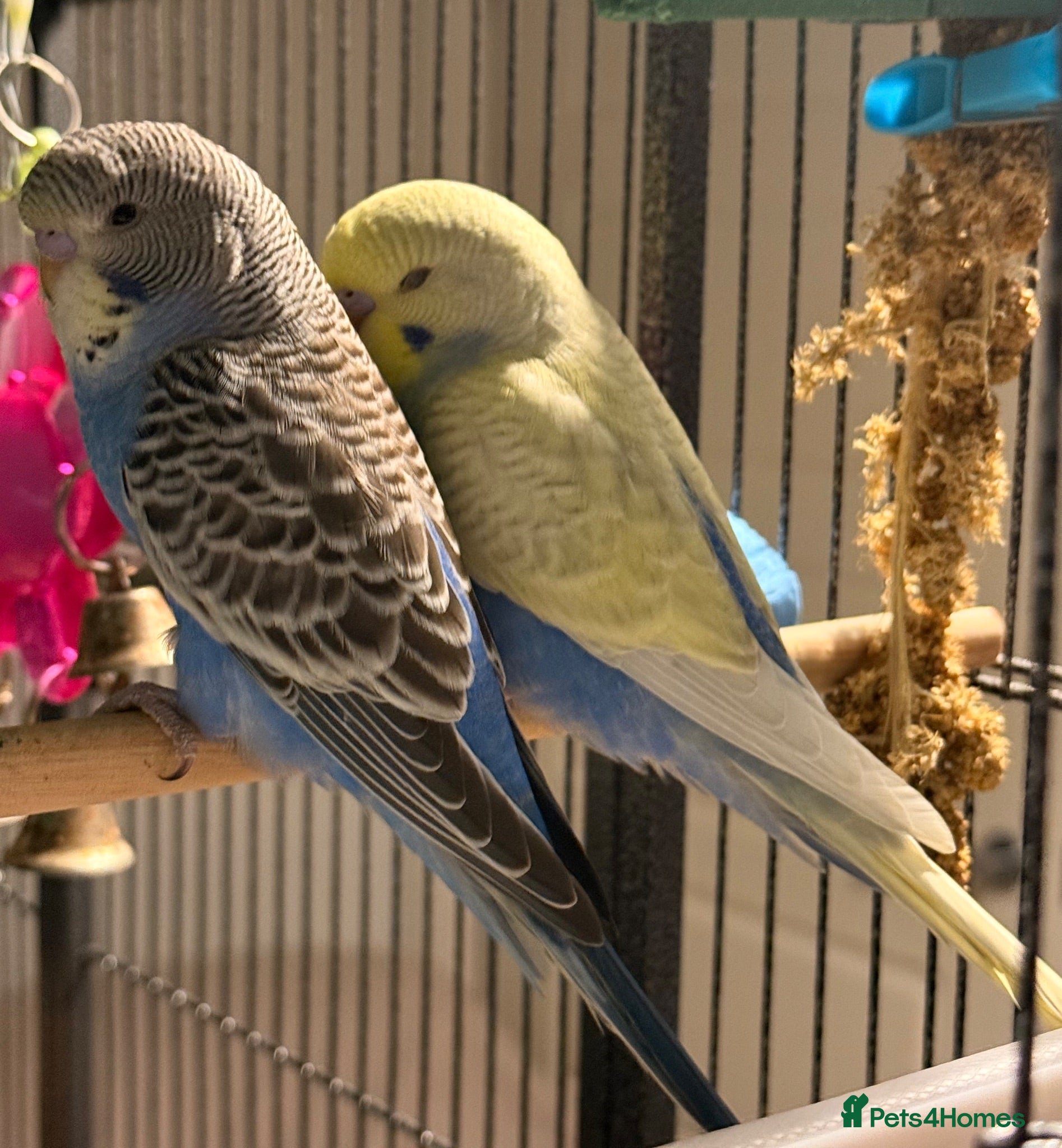 Budgerigars birds Pair of bonded budgies   - Advert 1