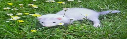 Ferret rodents for sale: Baby ferrets looking for forever homes🏡 - Advert 24
